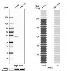 Anti-KYNU antibody produced in rabbit 