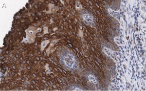 Anti-L-amino acid oxidase Antibody, clone 4O11 ZooMAb Rabbit Monoclonal 