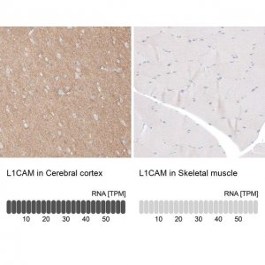 Anti-L1CAM antibody produced in rabbit 
