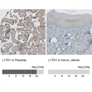 Anti-L1TD1 antibody produced in rabbit 