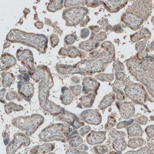 Anti-L1TD1 antibody produced in rabbit 