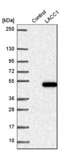 Anti-LACC1 antibody produced in rabbit 