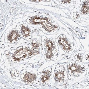 Anti-LACE1 antibody produced in rabbit HPA030659-100UL