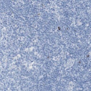 Anti-LAG3 antibody produced in rabbit 