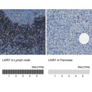 Anti-LAIR1 antibody produced in rabbit 