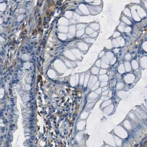 Anti-LAIR1 antibody produced in rabbit 