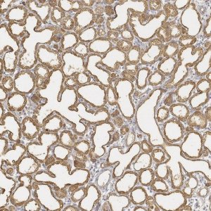 Anti-LALBA antibody produced in rabbit 