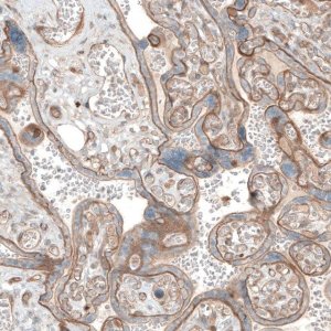 Anti-LAMA1 antibody produced in rabbit 