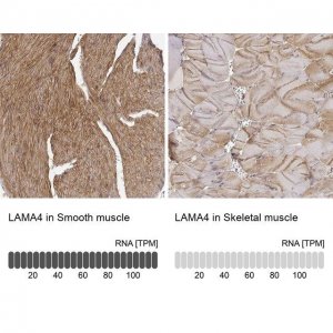 Anti-LAMA4 antibody produced in rabbit 