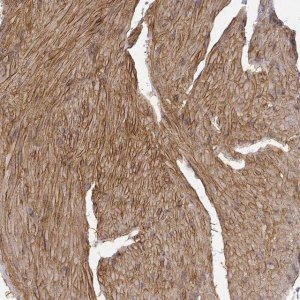 Anti-LAMA4 antibody produced in rabbit 
