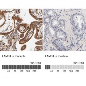 Anti-LAMB1 antibody produced in rabbit HPA004132-100UL