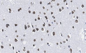 Anti-Lamin A/C Antibody, clone 2B10 ZooMAb Rabbit Monoclonal 