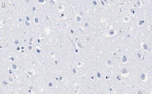 Anti-Lamin A/C Antibody, clone 2B10 ZooMAb Rabbit Monoclonal 