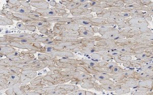 Anti-Laminin 2 Antibody, clone 2I22 ZooMAb Rabbit Monoclonal 