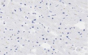 Anti-Laminin 2 Antibody, clone 2I22 ZooMAb Rabbit Monoclonal 