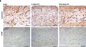 Anti-Laminin antibody produced in rabbit 