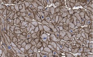 Anti-Laminin B2 Antibody, clone 1B9 ZooMAb Rabbit Monoclonal 