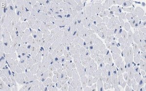 Anti-Laminin B2 Antibody, clone 1B9 ZooMAb Rabbit Monoclonal 