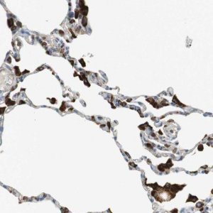 Anti-LAMP1 antibody produced in rabbit 