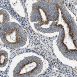 Anti-LAMP1 antibody produced in rabbit 