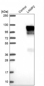 Anti-LAMP2 antibody produced in rabbit 