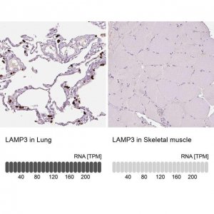 Anti-LAMP3 antibody produced in rabbit 