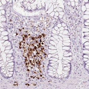 Anti-LAMP3 antibody produced in rabbit 