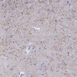 Anti-LAMP5 antibody produced in rabbit 