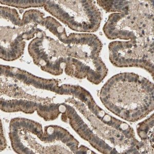 ANTI-LAMTOR1 antibody produced in rabbit 
