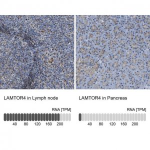 Anti-LAMTOR4 antibody produced in rabbit 