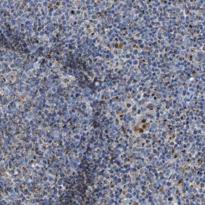 Anti-LAMTOR4 antibody produced in rabbit 