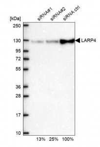 Anti-LARP4 antibody produced in rabbit 