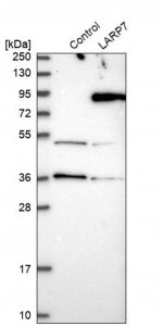 Anti-LARP7 antibody produced in rabbit HPA027930-100UL