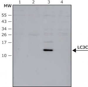 Anti-LC3C antibody produced in rabbit 