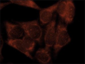 Anti-LC3C antibody produced in rabbit 