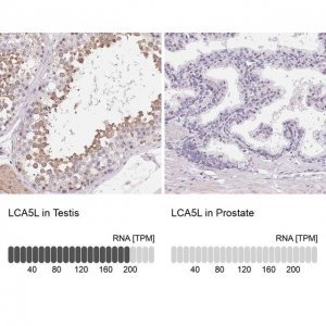 Anti-LCA5L antibody produced in rabbit 