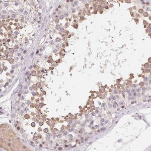 Anti-LCA5L antibody produced in rabbit 