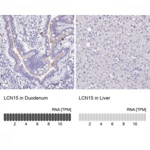 Anti-LCN15 antibody produced in rabbit 