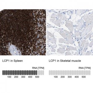 Anti-LCP1 antibody produced in rabbit 
