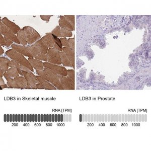 Anti-LDB3 antibody produced in rabbit 