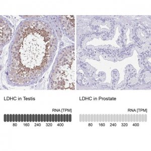 Anti-LDHC antibody produced in rabbit 