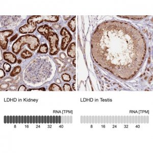 Anti-LDHD antibody produced in rabbit 