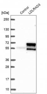 Anti-LDLRAD3 antibody produced in rabbit HPA038251-100UL