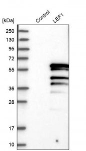 Anti-LEF1 antibody produced in rabbit 