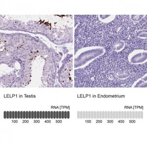 Anti-LELP1 antibody produced in rabbit 
