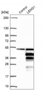 Anti-LENG1 antibody produced in rabbit 