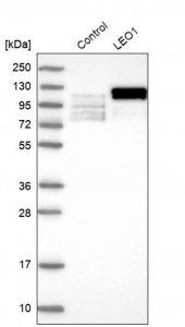 Anti-LEO1 antibody produced in rabbit 