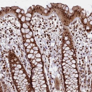 Anti-LEO1 antibody produced in rabbit 