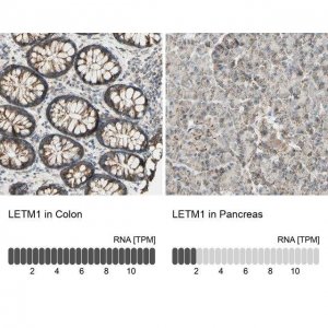 Anti-LETM1 antibody produced in rabbit 