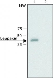 Anti-Leupaxin (N-terminal) antibody produced in rabbit 
